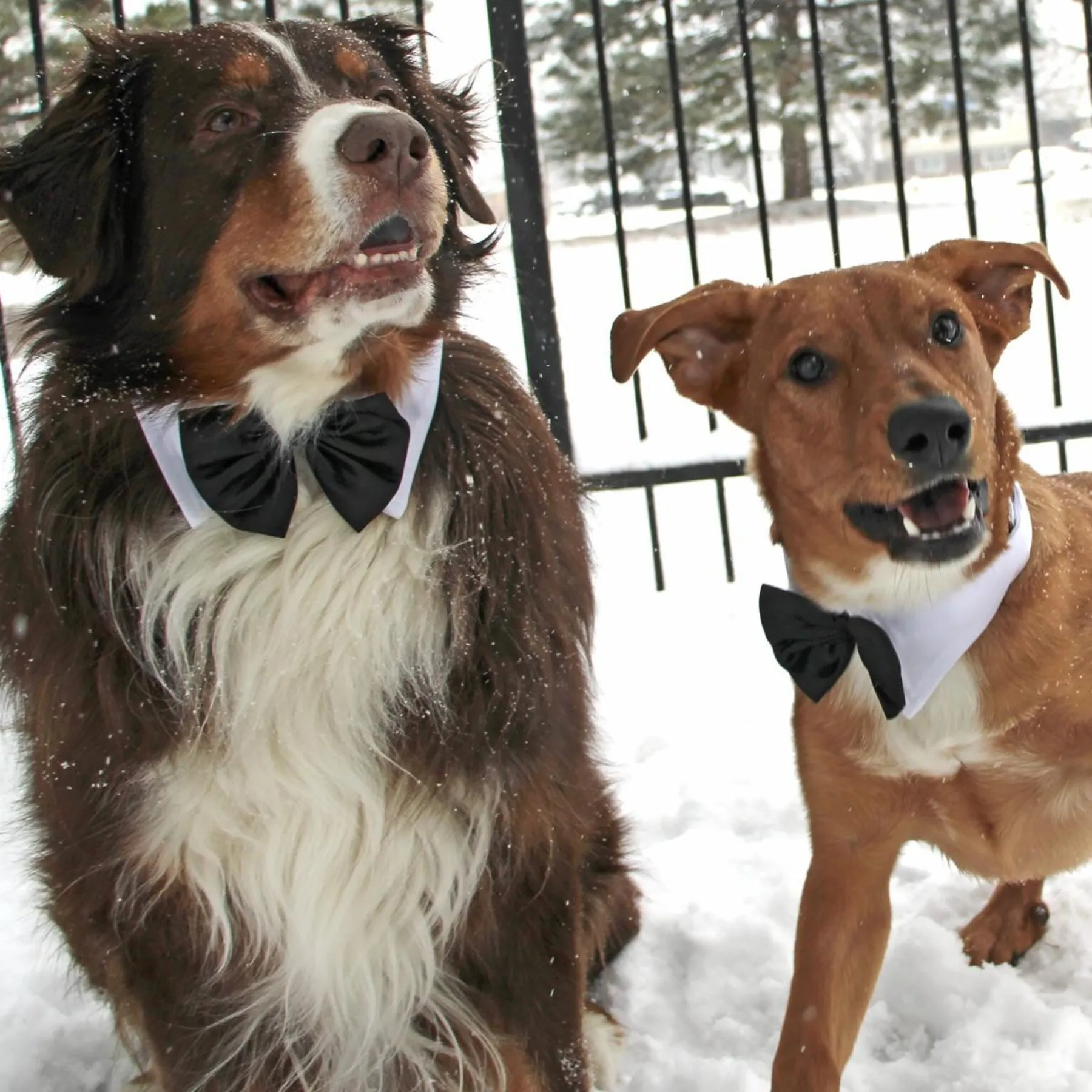 Black Satin Bow Tie with White Cotton Collar