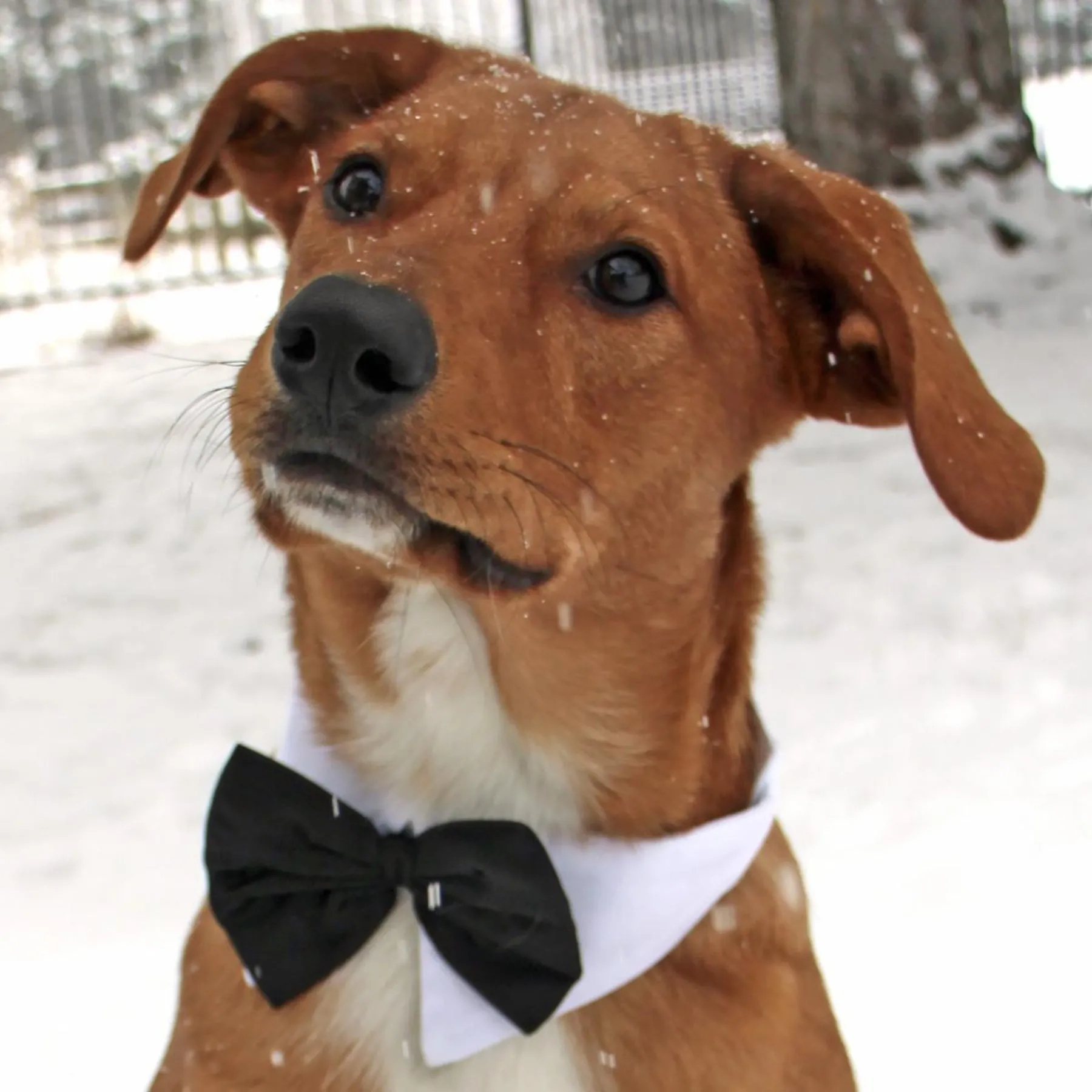 Black Satin Bow Tie with White Cotton Collar