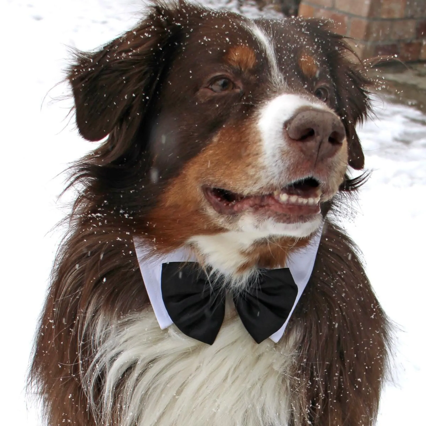 Black Satin Bow Tie with White Cotton Collar