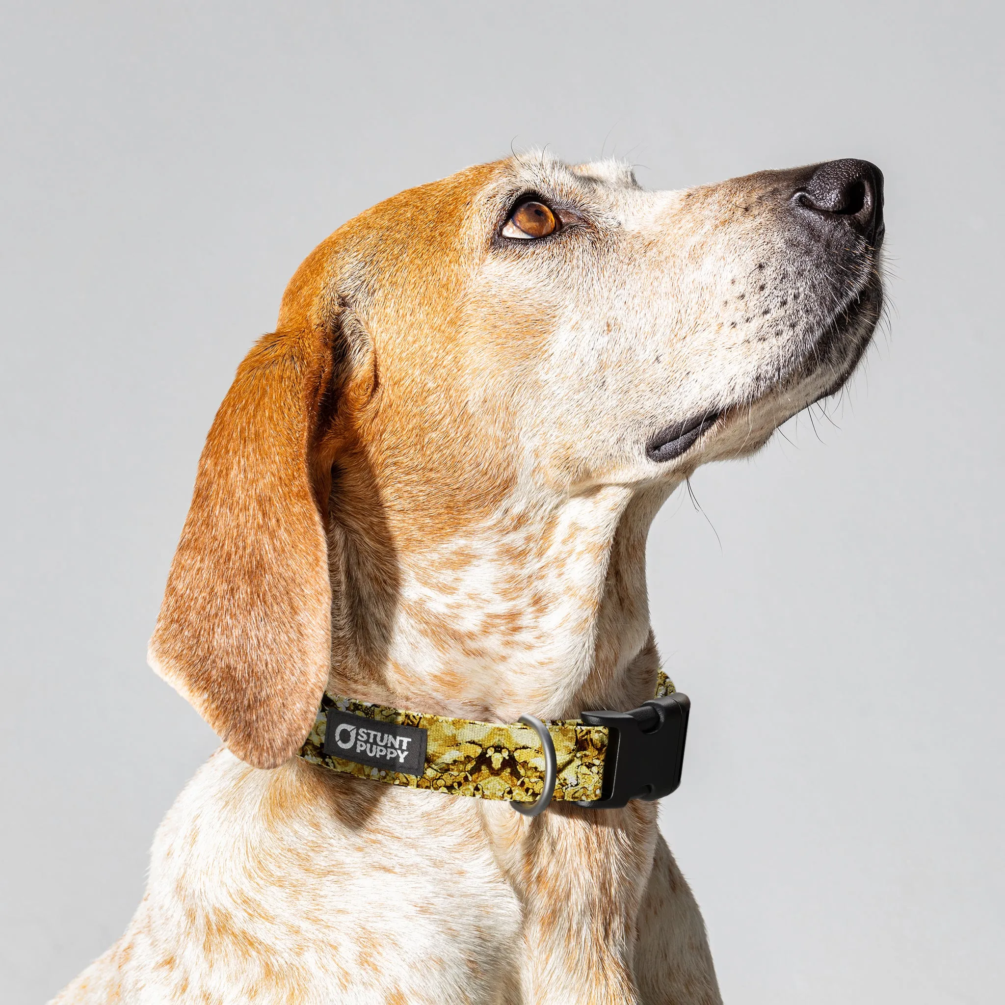 Jammin Gold Liquid Light Everyday Collar