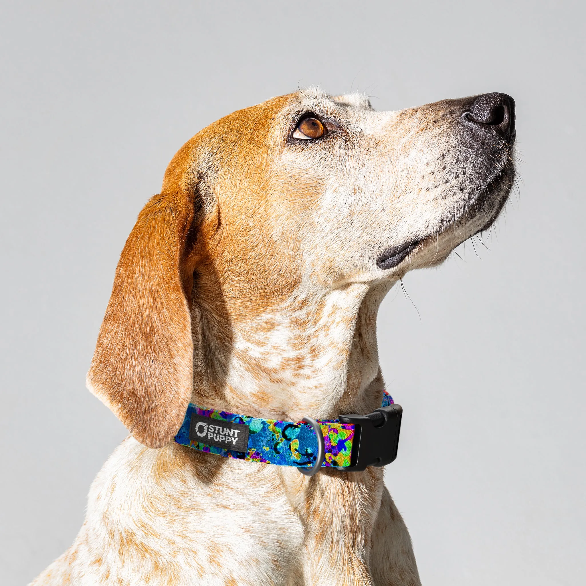 Jammin Sea Visions Everyday Collar