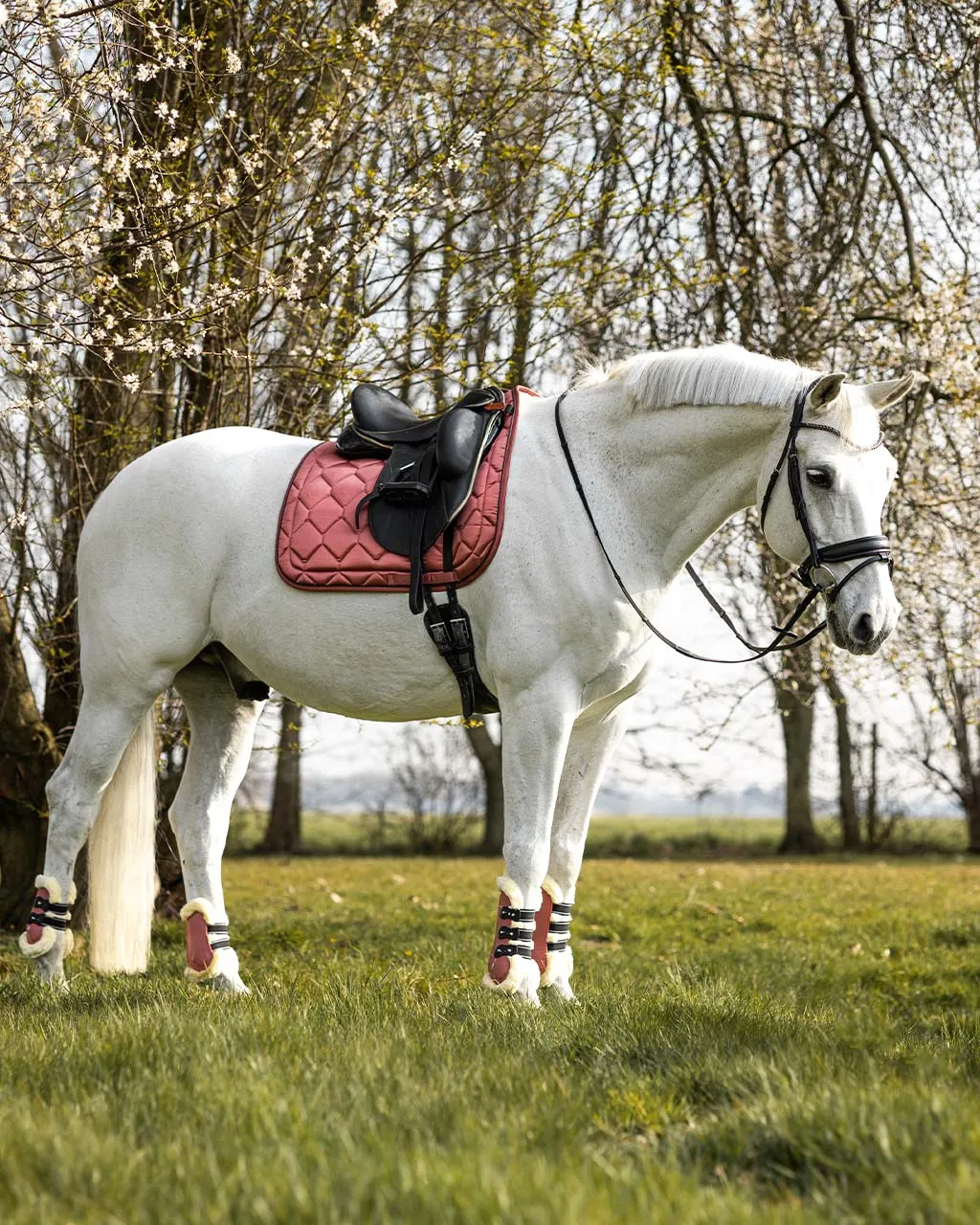 QHP Dressage Pad Classy